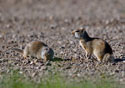 Spermophilus richardsonii